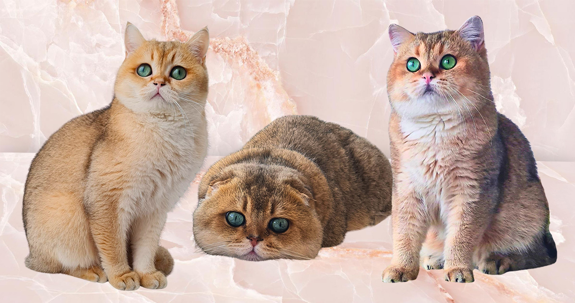Коты шотландские для вязки